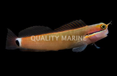 Tailspot Blenny