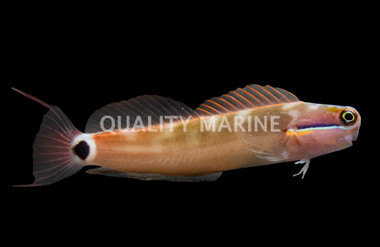 Tailspot Blenny