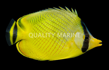Latticed Butterflyfish