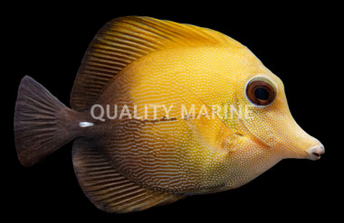 Scopas Tang