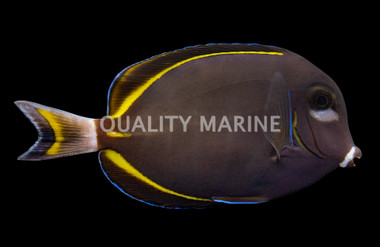 White Cheek Tang