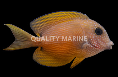 Two Spot Bristletooth Tang