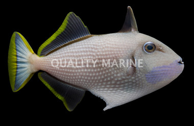 Blue Throat Triggerfish, Male