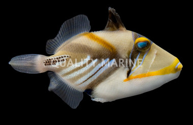 Humu Picasso Triggerfish