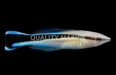 Bluestreak Cleaner Wrasse
