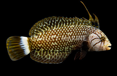 Dragon Wrasse