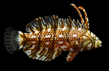 Dragon Wrasse