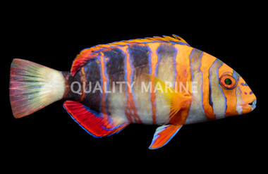 Harlequin Tuskfish