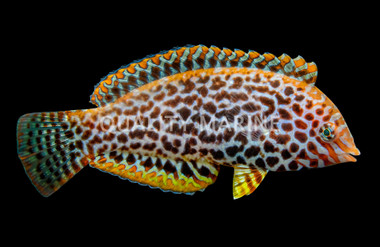 Black Spotted Leopard Wrasse