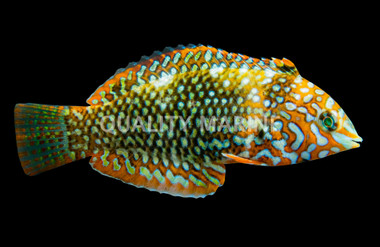 Ornate Leopard Wrasse