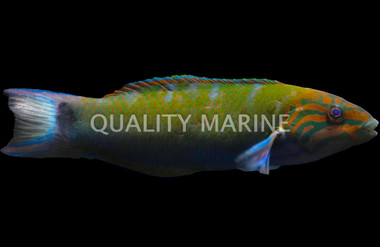 Lyretail Wrasse