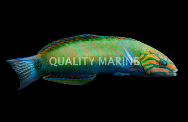 Lyretail Wrasse