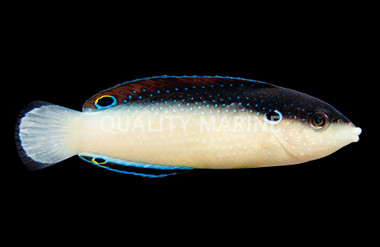 Black Backed Wrasse