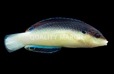 Black Backed Wrasse