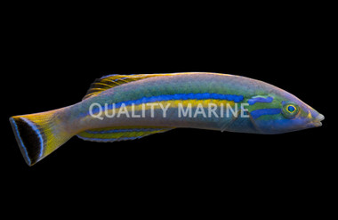 Pencil Wrasse