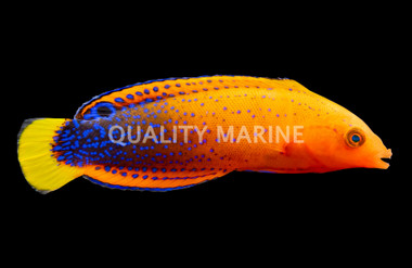 Red Coris Wrasse, Adult