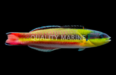 Cortez Rainbow Wrasse