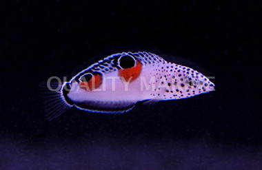 Clown Coris Wrasse, Juvenile :: 33589