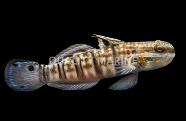Sleeper Banded Goby