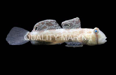 Two Spot Goby  :: 18562