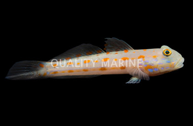 Diamond Watchman Goby