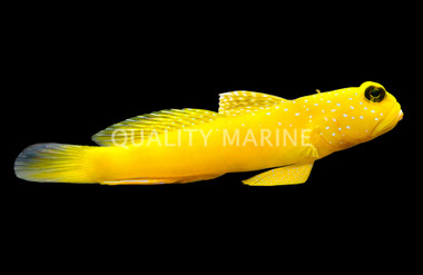 Yellow Watchman Goby