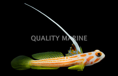 Yasha Shrimp Goby