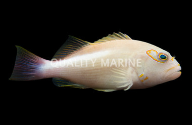 Arc Eye Hawkfish