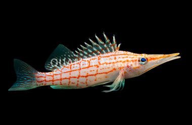 Long Nose Hawkfish