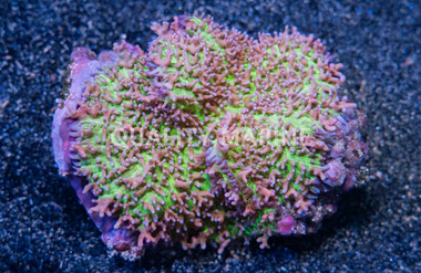 Frilly Bounce Mushroom :: 55558