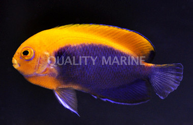 Flameback Angelfish :: 10035