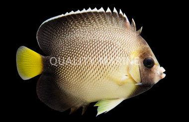 Yellow Tail Cream Angelfish