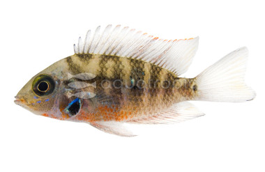 Firemouth :: 18333