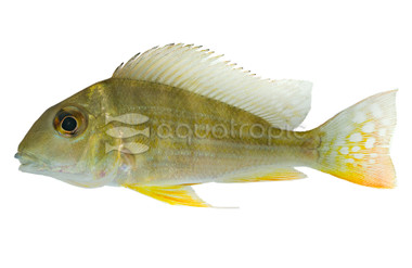 Eartheater Redstriped Surinamensis :: 18342