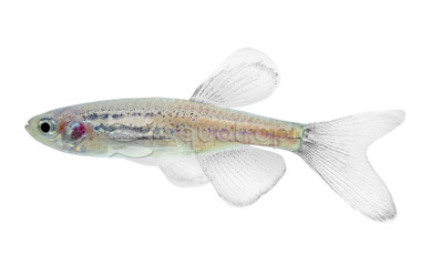 Blue Longfin :: 22006