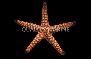 Reef Marble Sea Star :: 59016