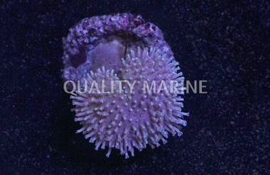 Toadstool Leather White/Yellow Polyp, Nano :: 51564