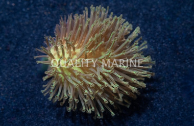 Green Polyp Toadstool Leather Coral :: 51520