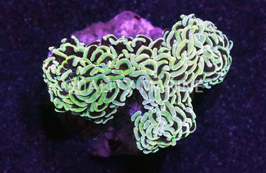 Green Hammer Coral :: 52041