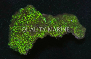 Encrusting, Green :: 52080