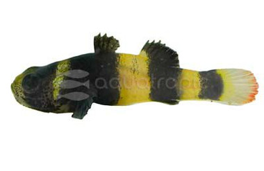 Bumblebee Goby :: 30015