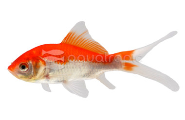 Red & White Comet (Sarasa) Goldfish :: 31008