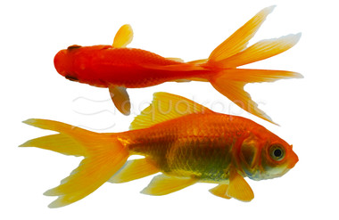 Red Fantail Goldfish :: 31011