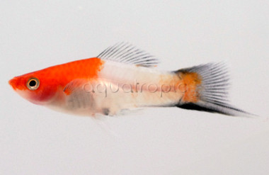 Santa Claus Wag Swordtail :: 69018
