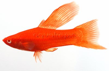 Sailfin Red Eye Red Velvet Swordtail :: 69021