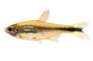 Silver Tip Tetra :: 71003