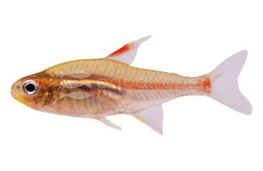 Glowlight Tetra :: 71005
