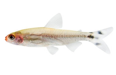 Rummy Nose Tetra :: 71007