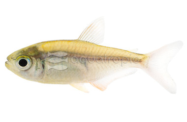 Minor Red/Blue Colombian Tetra :: 71008