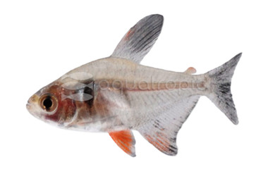 Black Phantom Tetra :: 71015